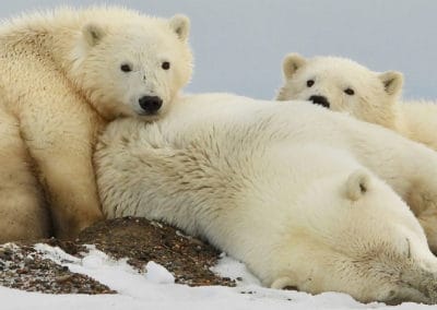 Polar bears can't vote - but you can!